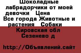 Шоколадные лабрадорчики от моей девочки › Цена ­ 25 000 - Все города Животные и растения » Собаки   . Кировская обл.,Сезенево д.